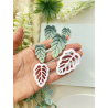 lots monstera